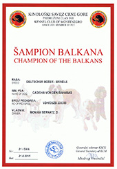 Champion-of-Balkan